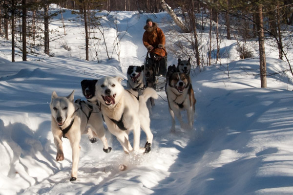 A team of sled dogs running through a snowy forest, pulling a sled